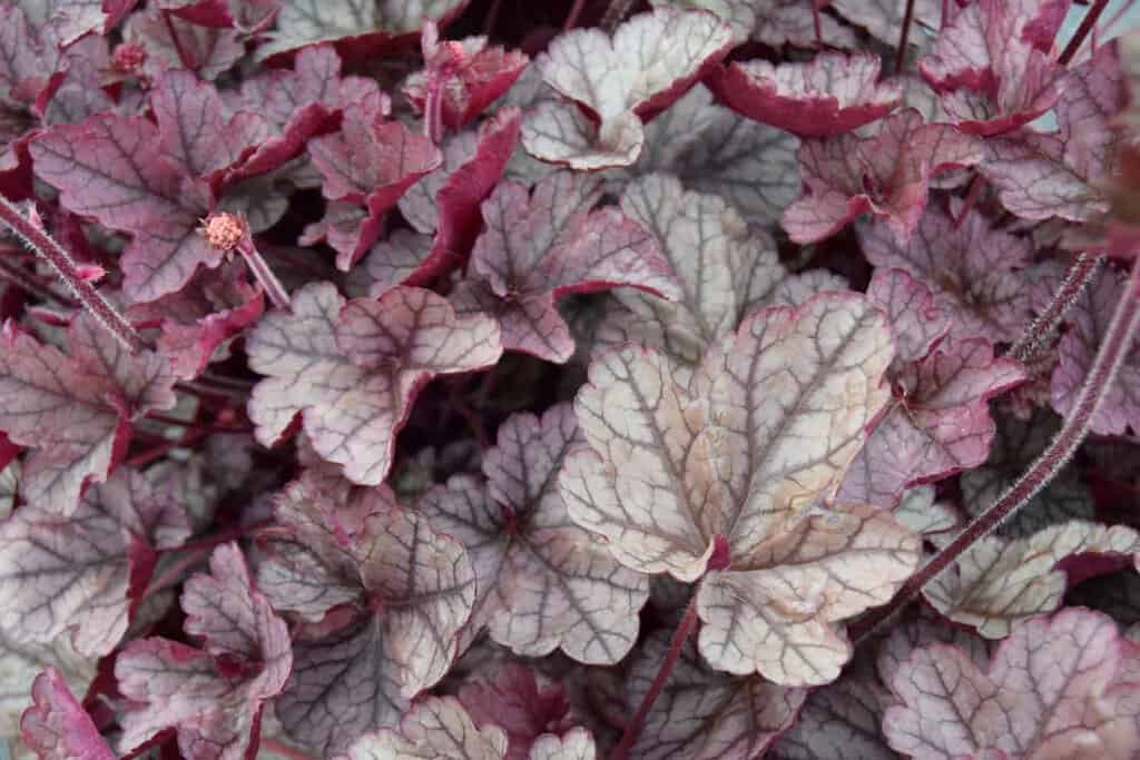 Heuchera 'Silver Scrolls' ® ---